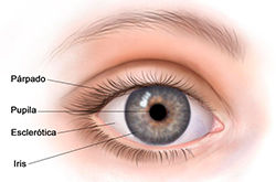 EL CUIDADO DE LOS OJOS